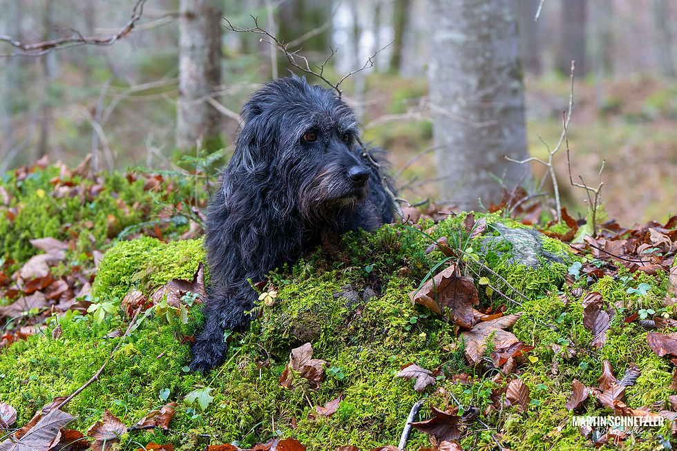 Hund | Tier | Natur