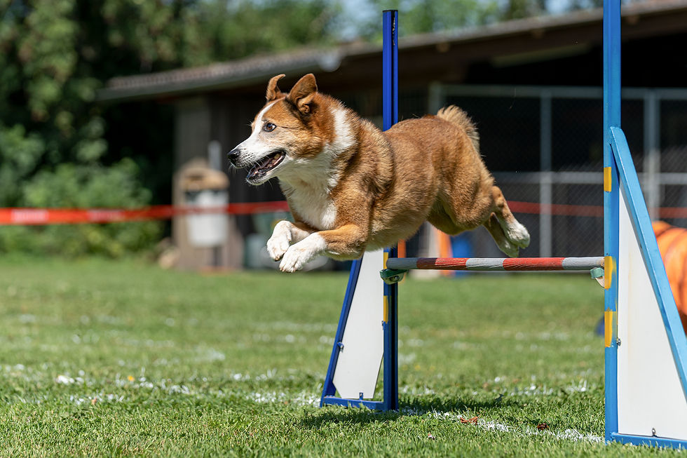 Hund | Shooting | Frisbee | Martin Schnetzler