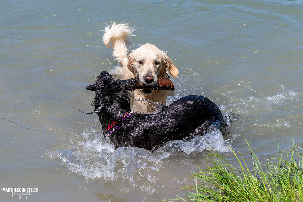 Hund | Shooting | Martin Schnetzler