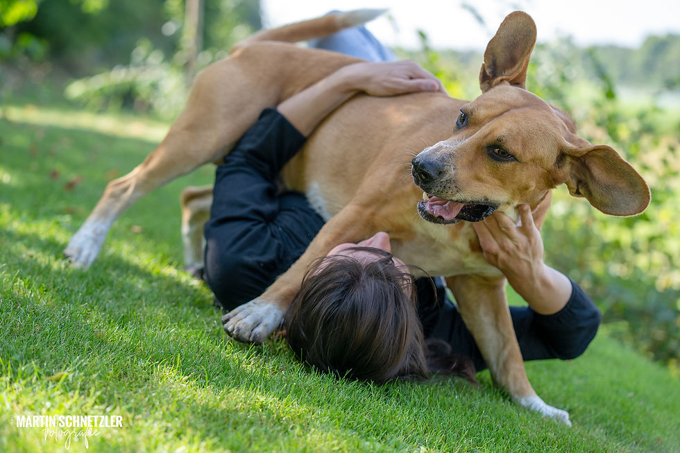 Hund | Hundeshooting | Martin Schnetzler