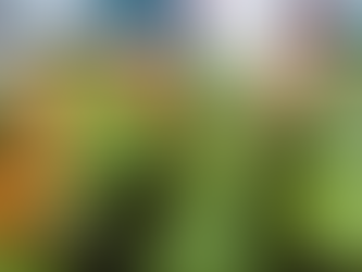 Cherimoya Season in Ventura: A Taste of Spring’s Sweetest Harvest