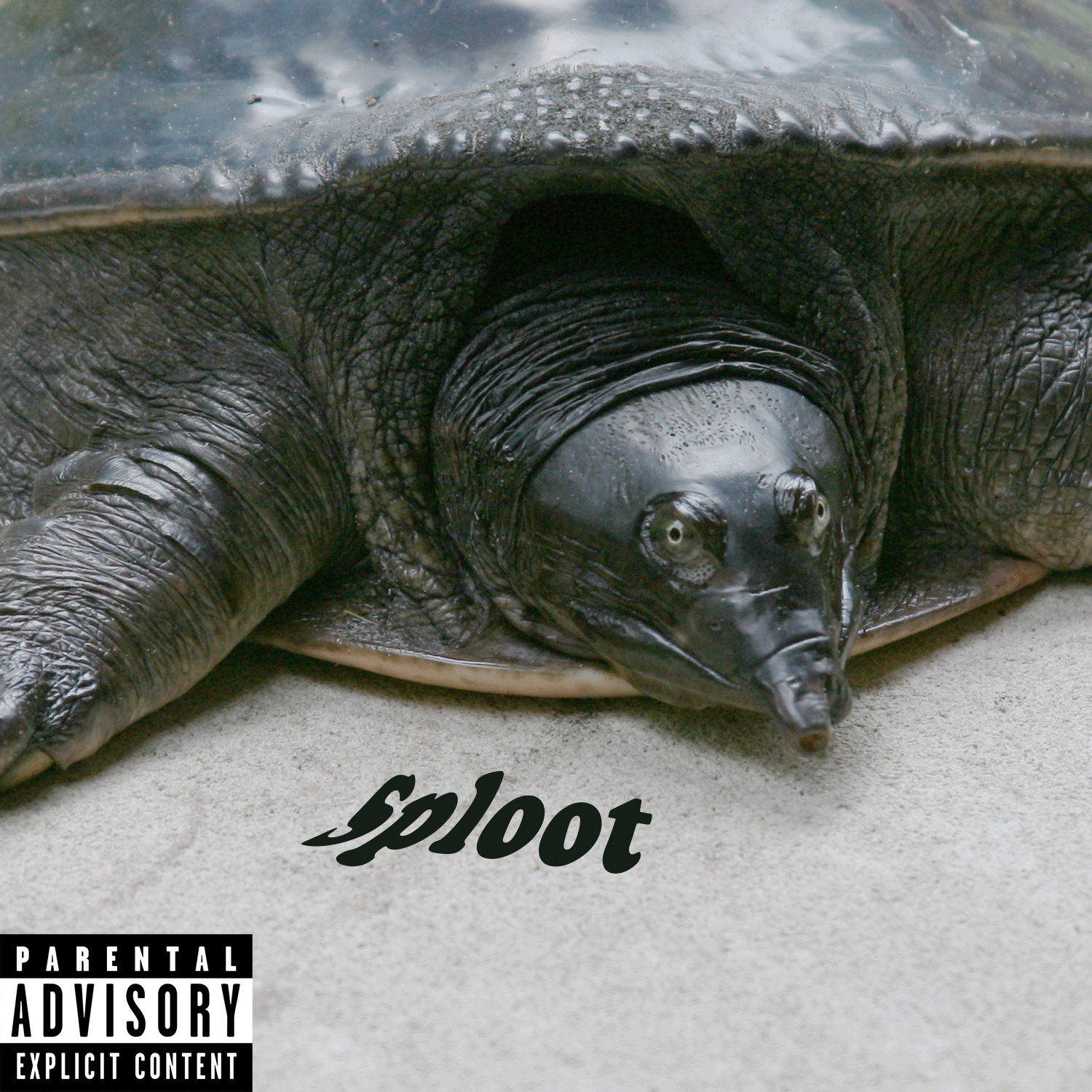 Sploot-Album-Cover.gif