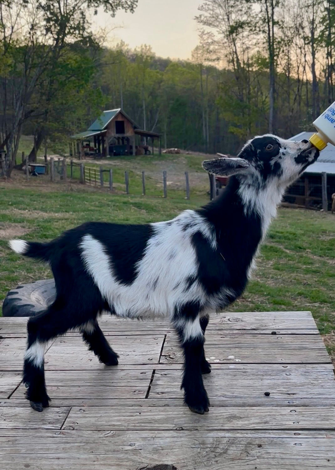Nigerian Dwarf Buckling # 3