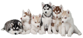 pomsky puppies in waxhaw