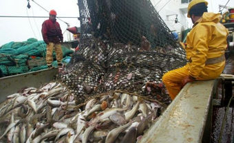 Exportaciones de productos pesqueros crecieron 61.5% en primer semestre 2017