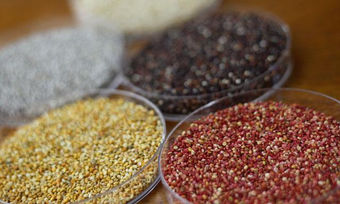 Sostenibilidad en cultivos de granos andinos afianzará su posicionamiento en el mundo