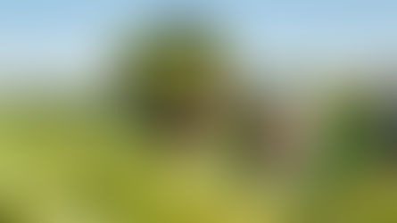 Perú se convirtió en el tercer exportador mundial de uva fresca