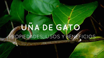 La uña de gato ayuda a subir las defensas