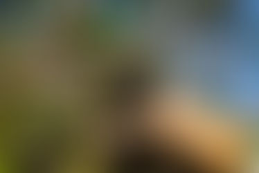 La poda, objetivos y técnicas