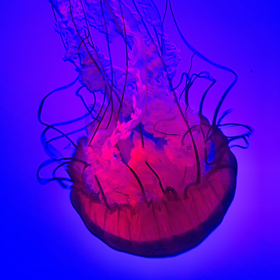 Toronto Aquarium 29
