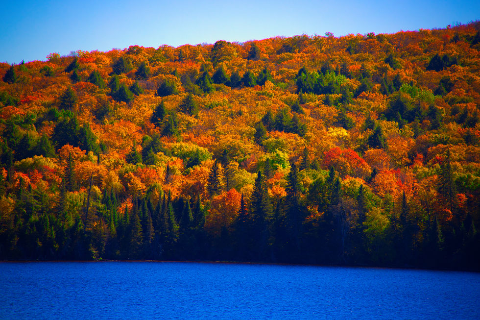 bunter Wald mit See