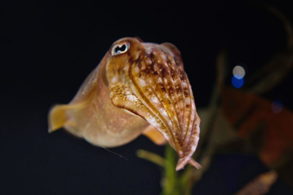 Toronto Aquarium 24