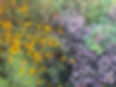 Rudbekia_innertemple.jpg