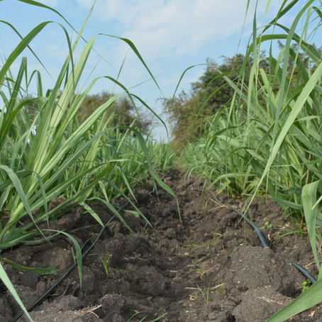 Fotosíntesis bajo limitaciones nutricionales, estrategias adaptativas y transporte de azucares