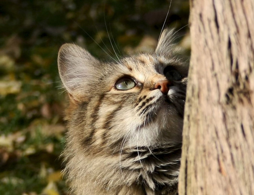 Feline Diagnostic Kits