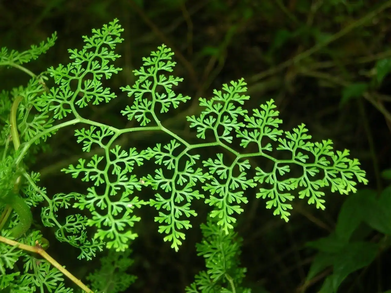 A-Fractal-4.19.21.webp