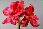 Thumbnail: Box of 6 Amaryllis 28.5"