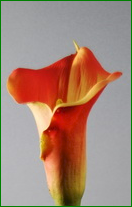 Thumbnail: Box = 6 Calla Lily Large 28"