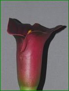 Thumbnail: Box = 12 Calla Lily Med 27"