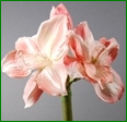 Thumbnail: Box of 6 Amaryllis 28.5"