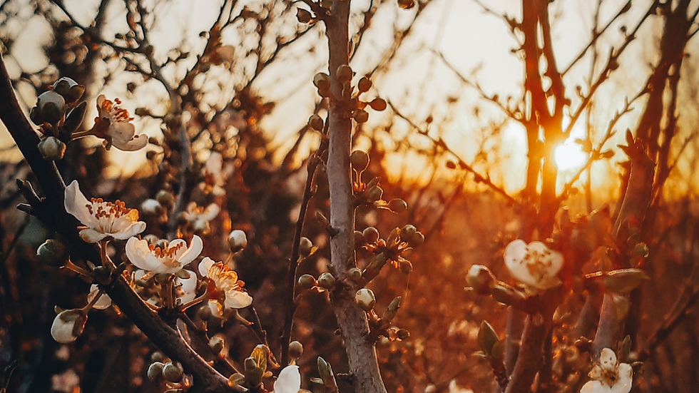 心穏やかになる毎日の手帖習慣📔