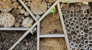 background-special-house-insects-rodents-denmark.jpg