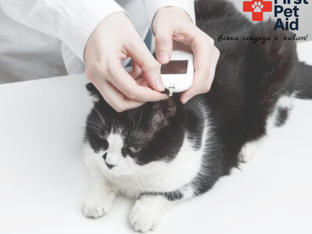 Твърде късно ли е? Диабет при котки – признаци, диагностика, грижи и защо не бива да чакаш