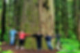Big Tree