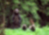 Sow and cubs
