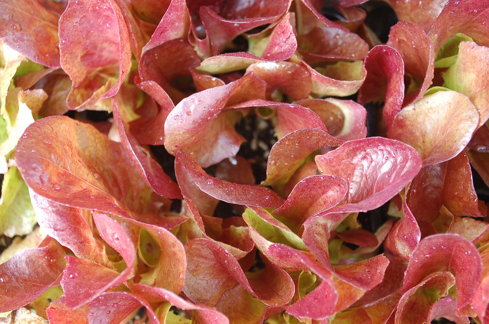 Lettuce Redleaf Varieties