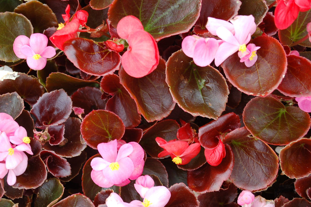 Begonia semperflorens aka ‘Wax Begonia’, ‘Bedding Begonia’, ‘Fibrous