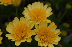 Osteospermum '4D Sunburst'