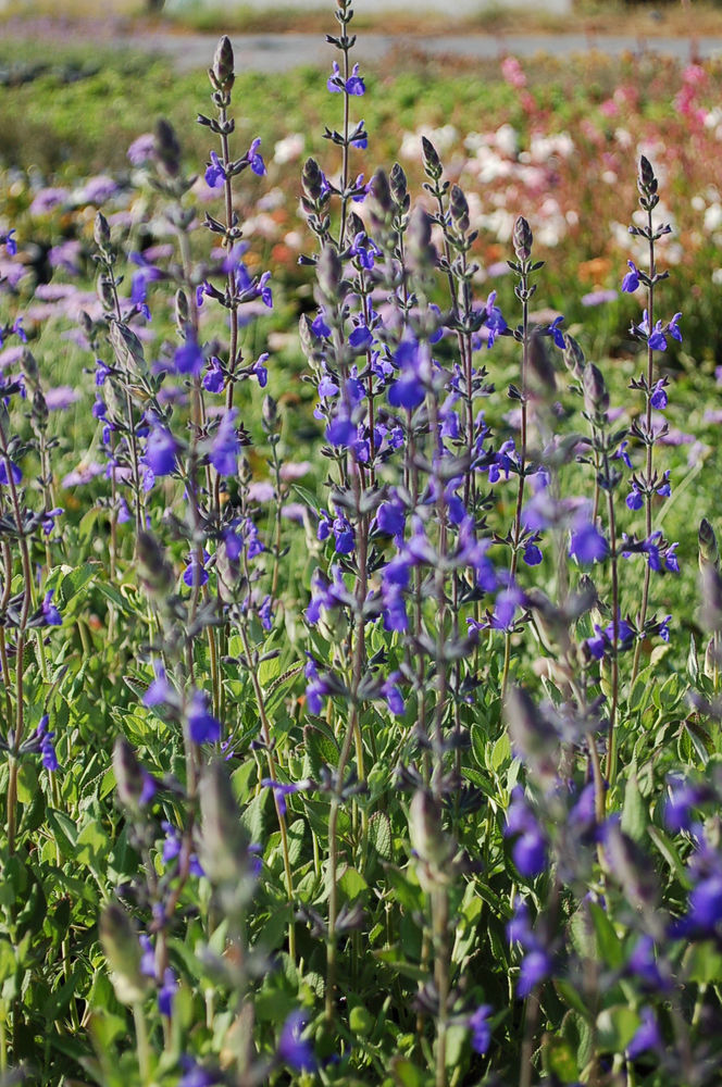 Salvia chamaedryoides ‘Marine Blue’ (Marine Blue Germander Sage)