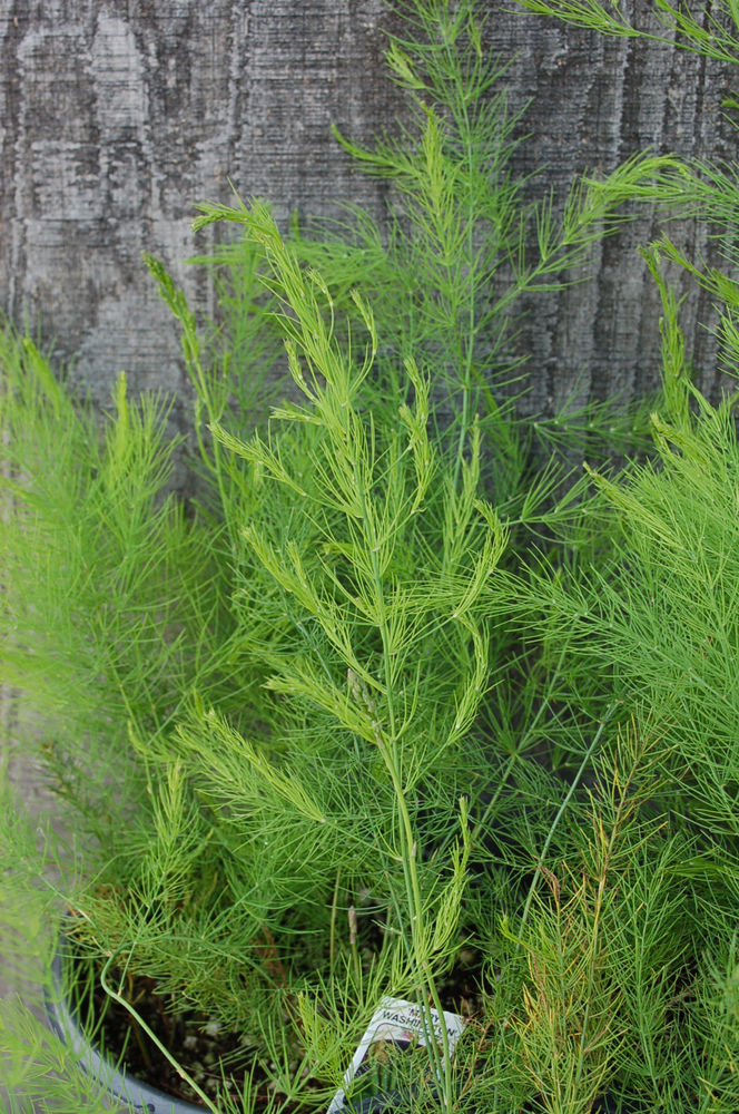 Asparagus Mary Washington  asparagus-mary-washington