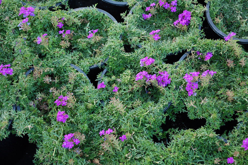 Verbena ‘Tapien® Blue Violet’