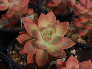 Graptosedum ' California Sunset'