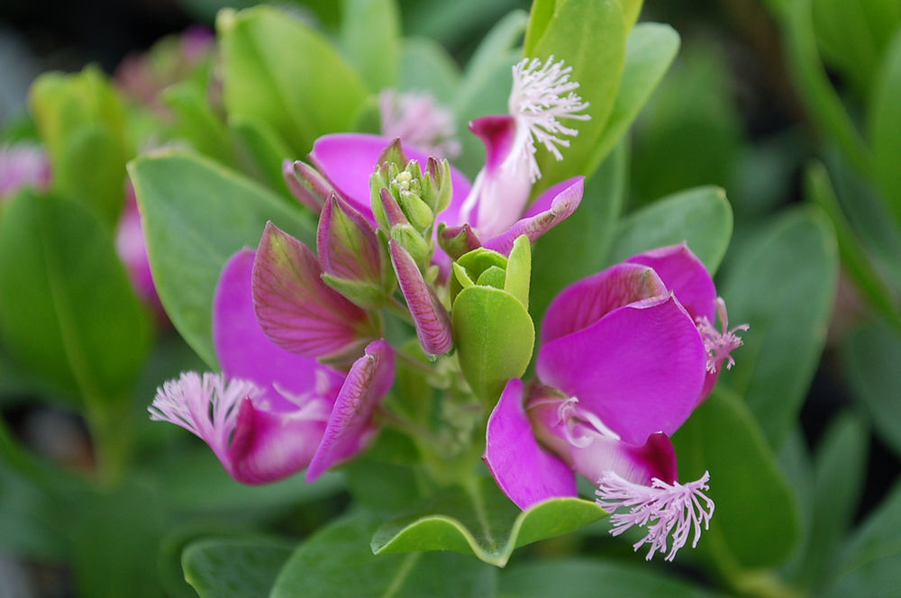 Polygala myrtifolia ‘Grandiflora’ (Sweet Pea Shrub, Myrtleleaf Milkwort)