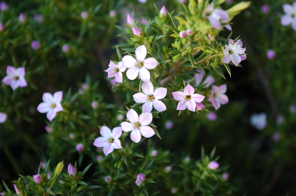 Coleonema pulchellum ‘Pink Breath of Heaven’ (C. pulchrum)