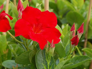 Mandevilla Tropical Breeze™ ‘Velvet Red’
