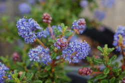 Ceanothus