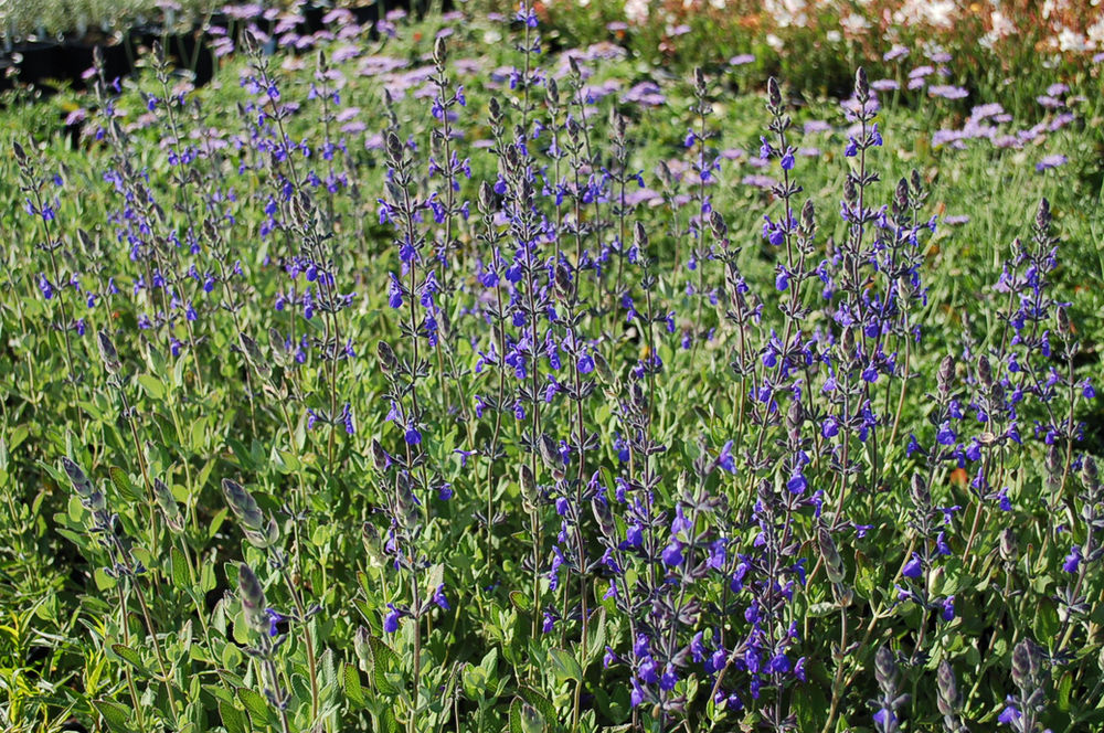 Salvia chamaedryoides ‘Marine Blue’ (Marine Blue Germander Sage)