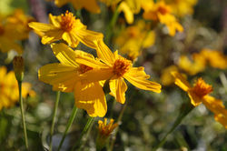 Tagetes (Mexican Marigold)