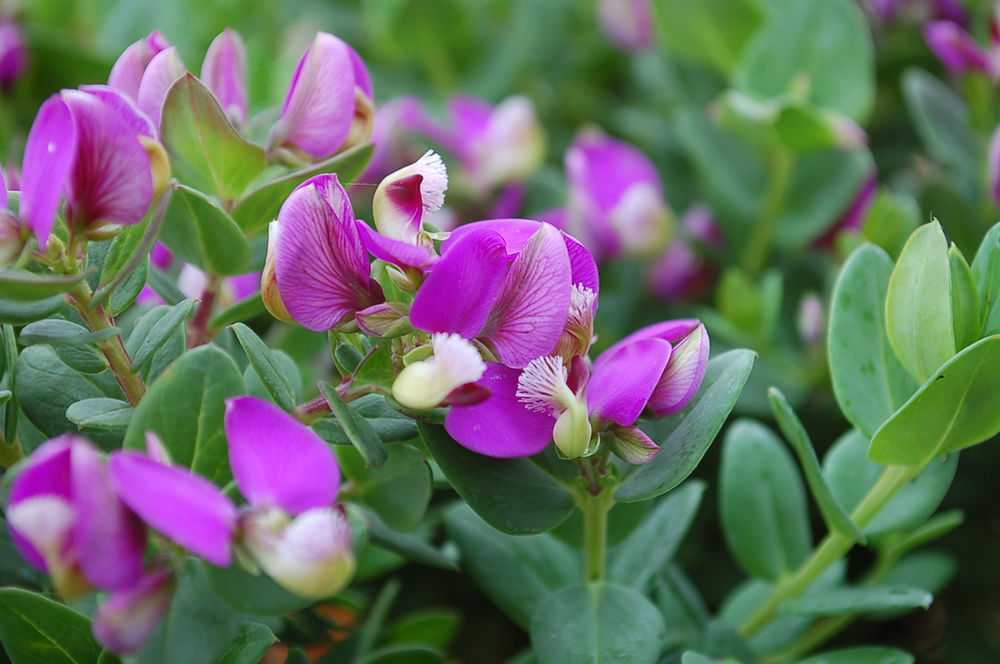 Polygala fruticosa ‘Petite Butterflies’ (Sweet Pea Shrub)