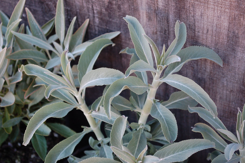 Salvia apiana ‘California White Sage’ (Bee Sage, Sacred Sage)