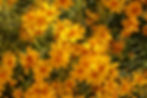 Tagetes lemonii