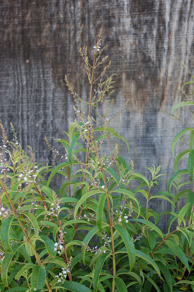 Aloysia triphylla ‘Lemon Verbena’ (Aloysia citrodora, Lippia citriodora)