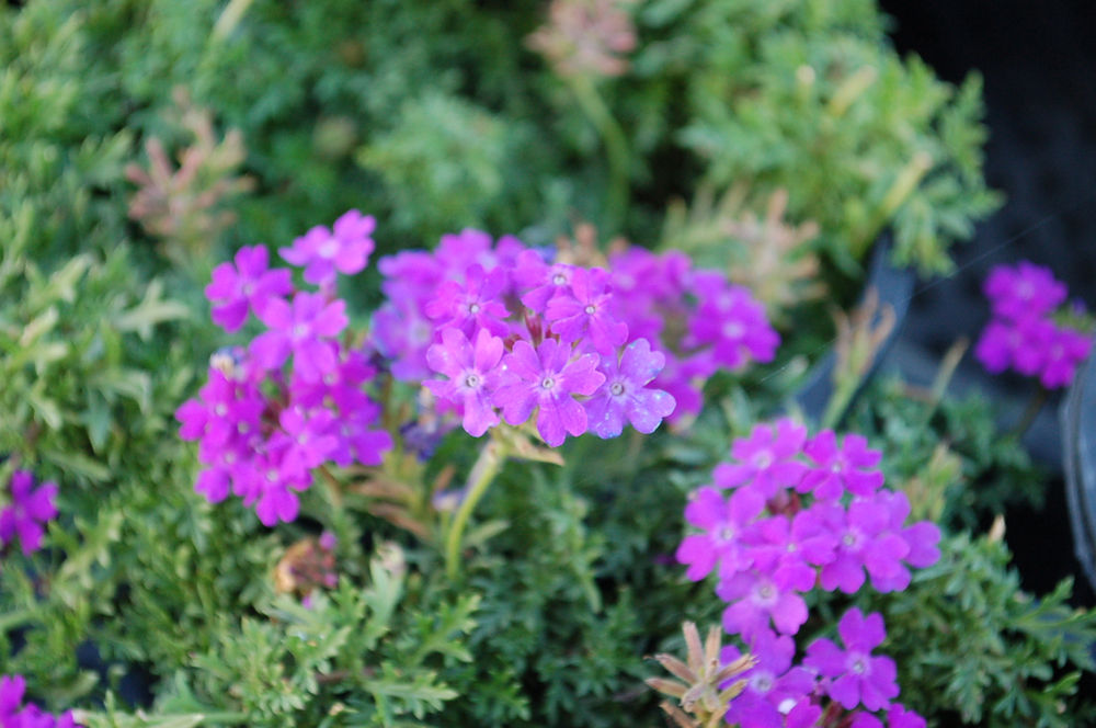 Verbena ‘Tapien® Blue Violet’