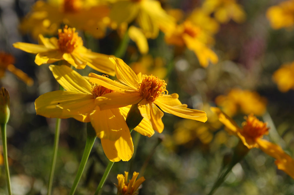 Tagetes lemmonii (Mexican Marigold, Mountain Marigold)