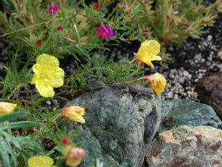 Calylophus drummondianus (Texas Primrose, Square Bud Primrose)