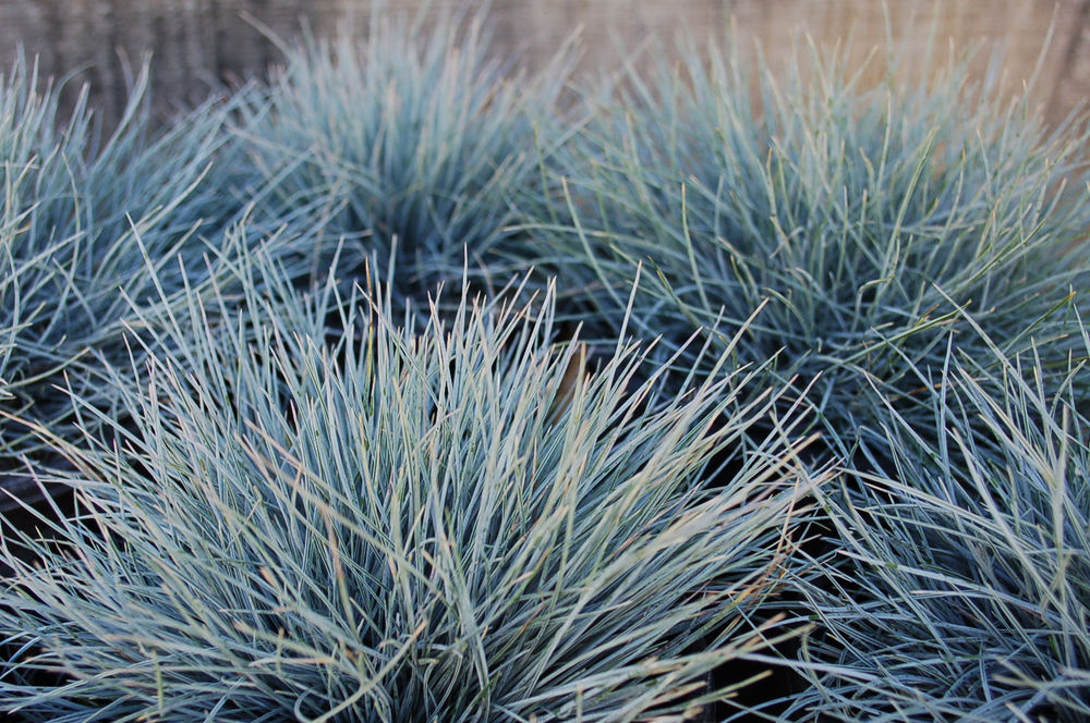 Festuca glauca ‘Beyond Blue’ (‘Beyond Blue’ Fescue)